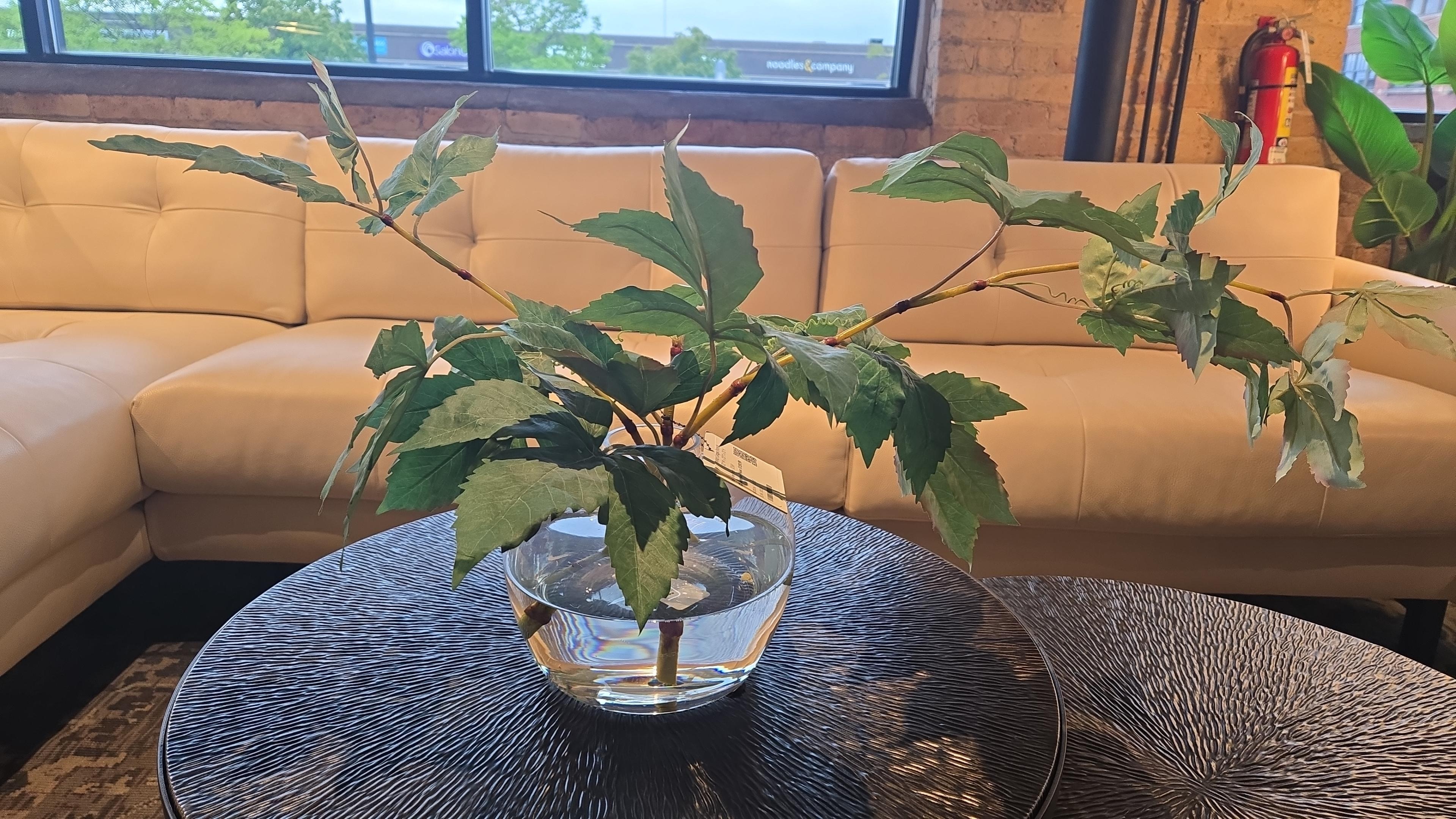 Wild Grape Branch